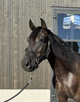 Alegro V - PRE, Wallach, 7 Jahre, Rappe, WOW Pferd  (WOW Pferd), Konie na sprzedaż, Bayern - Attenkirchen