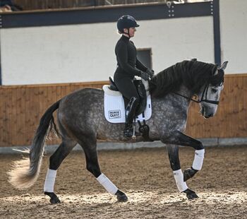 Allrunder Wunderschöner PRE-Schimmelwallach