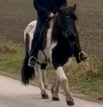 Allrounderin für jedermann leicht zu reiten