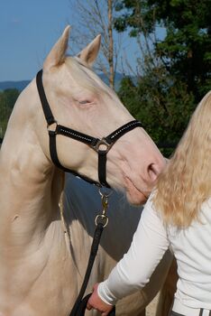 Allrounderin für Sport-, Freizeit u. Zucht-Quarterstute f.d.gesamte Familie, Pferdezucht PD, Horses For Sale, Hombrechtikon