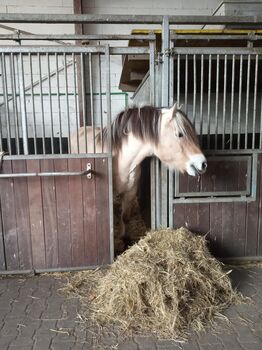 Allround Familienpferd sucht Bestplatz