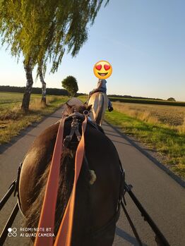 Allround Familienpferd sucht Bestplatz