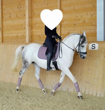 Allrounder Arabermix Stute, Nadine, Horses For Sale, Röttenbach