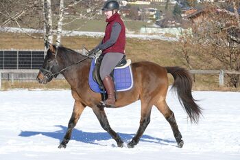 Ein Allrounder mit Klasse, Irene Zimmermann, Pferd kaufen, Ramsau am Dachstein