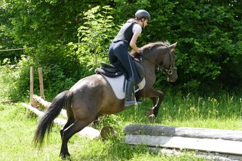 Ein Allrounder mit Potential, Irene Zimmermann, Pferd kaufen, Ramsau am Dachstein