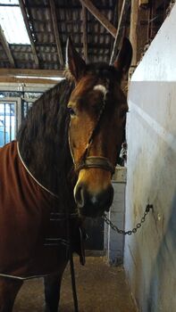 Allrounder sucht Bestplatz Friese mal Kaltimix, Stefanie , Pferd kaufen, Westoverledingen
