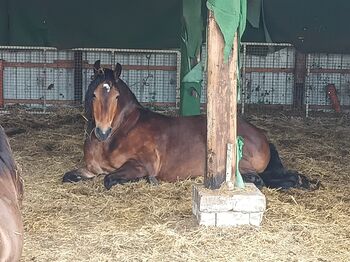 Allrounder sucht Bestplatz Friese mal Kaltimix
