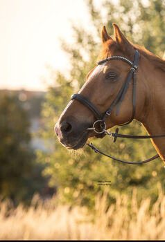 Neuwertige Ascot Trense, Ascot Trense , Lucy Oestern , Bridles & Headstalls, Niefernheim-Zellertal