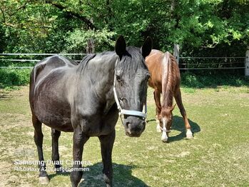 Alte Dame sucht einen neuen Besitzer, Sebastian Maier , Horses For Sale, Neudörfl
