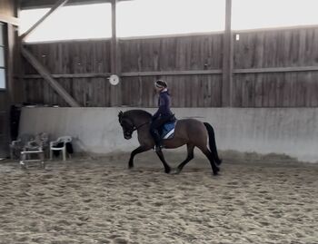 Amanda 9 jährige Pony Stute