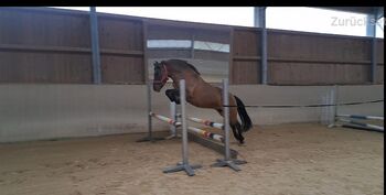Amanda 9 jährige Pony Stute, Katharina Drexler, Horses For Sale, Kraiburg