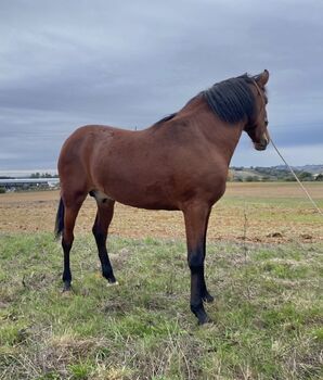 Amazing Lusitano 3 years old very barroco