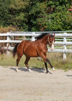Tolle Bewegungen und ein Herz aus Gold, Kerstin Rehbehn (Pferdemarketing Ost), Horses For Sale, Nienburg