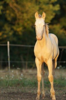 Amber Cream Champagne Quarter Horse Fohlen mit Reining/Allroundabstammung, Kerstin Rehbehn (Pferdemarketing Ost), Horses For Sale, Nienburg