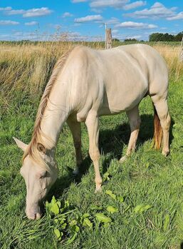 amber cream champagner farbene Quarter Horse Stute, Kerstin Rehbehn (Pferdemarketing Ost), Horses For Sale, Nienburg