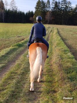 Ambitionierter Haflinger