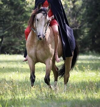 American Indian Horse