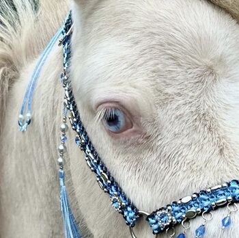 American MiniHorse sucht für immer Zuhause