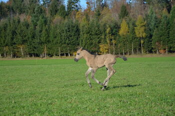 American Morgan Stutfohlen