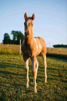 American Paint Horse, Mike Hertel, Horses For Sale, Neukirchen OT Adorf