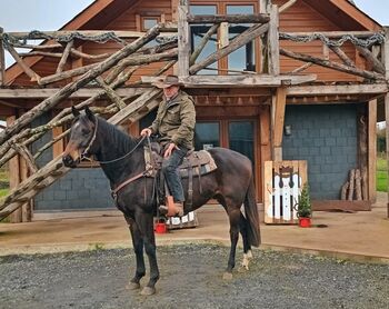 American Paint, Jade, Horses For Sale, Kildare 