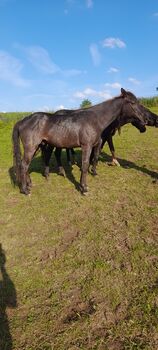 American Quarter Horse, Blue Roan, Olaf Thometzki , Horses For Sale, Bergisch Gladbach