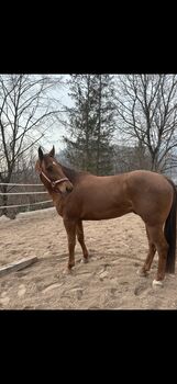 American Quarter Horse, Kathi Grössing, Pferd kaufen, Bad Ischl