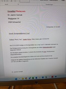 American Quater Horse Stute