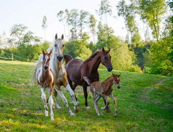 American Saddlebred Jungpferde und angerittene Pferde, Martin Wingenfeld, Pferd kaufen, Kierspe