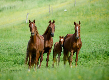 American Saddlebred Jungpferde und angerittene Pferde