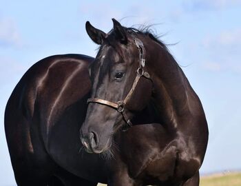 American Quarter Horse, Maria Halser, Horses For Sale, Saldenburg