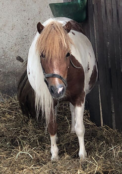 Amerikanisches Miniaturpferd