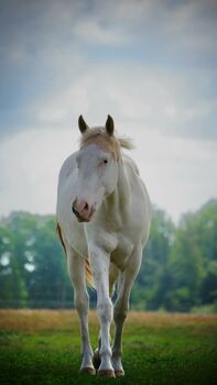 American Paint Horse Hengst