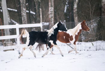 American Quarter Pony Stute