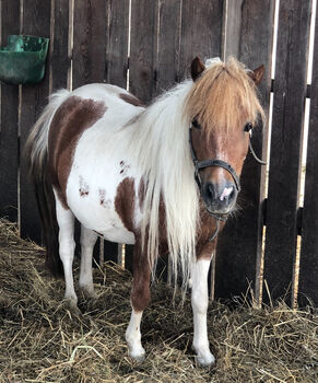 Amerikanisches Miniaturpferd, Pichler Elke, Horses For Sale, Knittelfeld 
