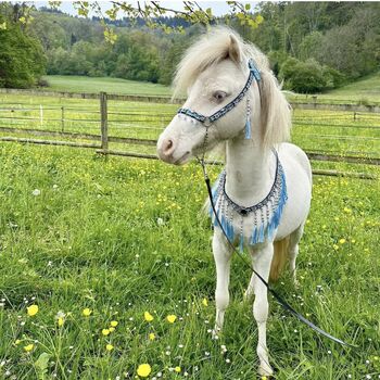 American MiniHorse sucht für immer Zuhause, Corina, Horses For Sale, Zürich