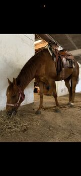 American Quarter Horse