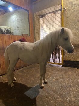 AMH Amerikanisches Minipferd, Sylvia , Horses For Sale, Delbrück