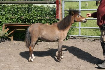 AMH Amerikanisches Minipferd, Sylvia , Horses For Sale, Delbrück