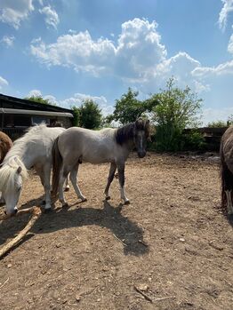 AMH Amerikanisches Minipferd, Sylvia , Horses For Sale, Delbrück