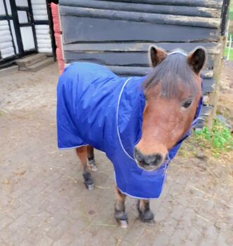 Amigo Hero, Horseware  Amigo Hero 900PY. 200gr ., re.moni, Pferdedecken, Dortmund