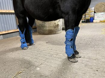 Transportgamaschen Amigo, Amigo, Inga Buschmann, Tendon Boots, Bremen