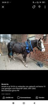 Amish Geschirr Nicole Hunzelmann Nicole Hunzelmann