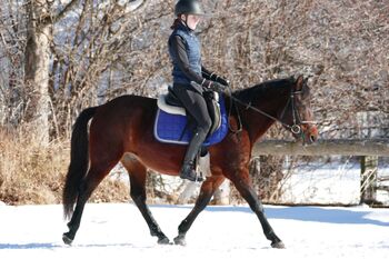 Ein Allrounder für die Zukunft, Irene Zimmermann, Horses For Sale, Ramsau am Dachstein