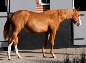Ein außergewöhnliches Prospect für Reining & Zucht, Kerstin Rehbehn (Pferdemarketing Ost), Horses For Sale, Nienburg