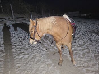 Eine erfahrene und nette Reitbeteiligung, Leonie Scholz, Horse Sharing, Bad Waldsee 