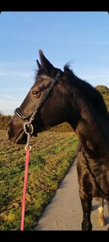 Anatomische Trense wie Micklem, Anja , Bridles & Headstalls, Offenburg