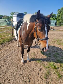 Anatomische Trense, Carolin Ehrlich, Bridles & Headstalls, Vetschau