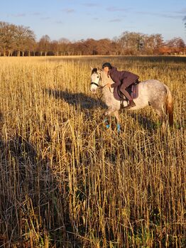 Andalusier/ Kinderpferd zu verkaufen., Stefanie, Horses For Sale, Papenburg