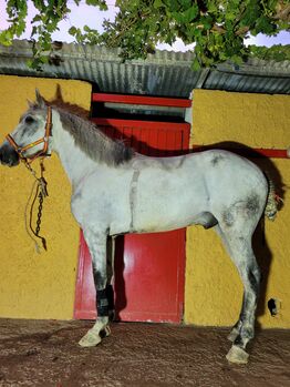 Andaluzyjski walach, Joanna, Horses For Sale, El Ejido